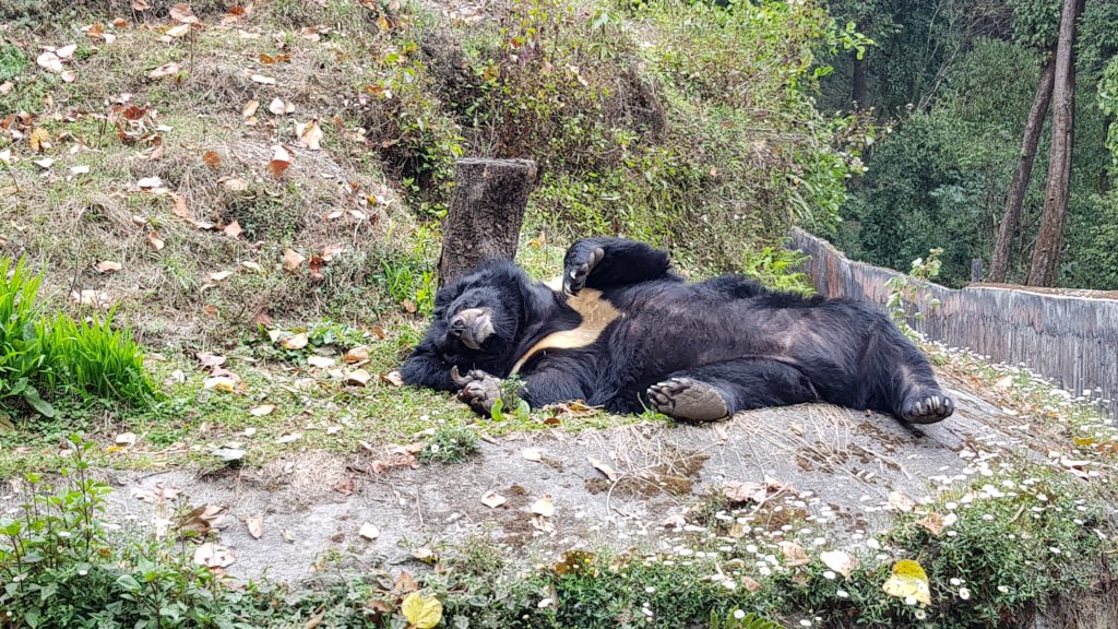 bear picture darjeeling zoo india